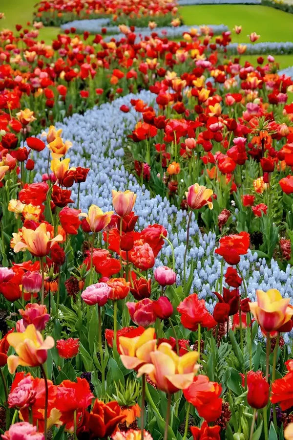 Premium™ Imported Blossom Flower Seeds (Pack Of 100) + Plant Growth Supplement Free 😍