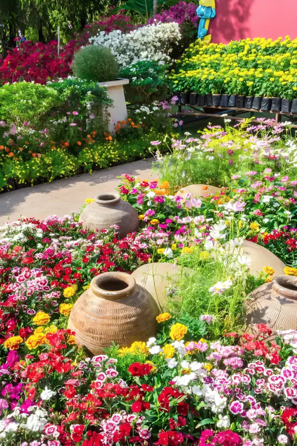 Premium™ Imported Blossom Flower Seeds (Pack Of 100) + Plant Growth Supplement Free 😍